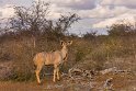 094 Kruger National Park, koedoe